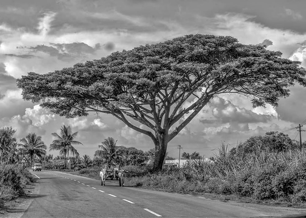 My Journey With Trees: Fascinating Photo Series By Dakshina Murthy